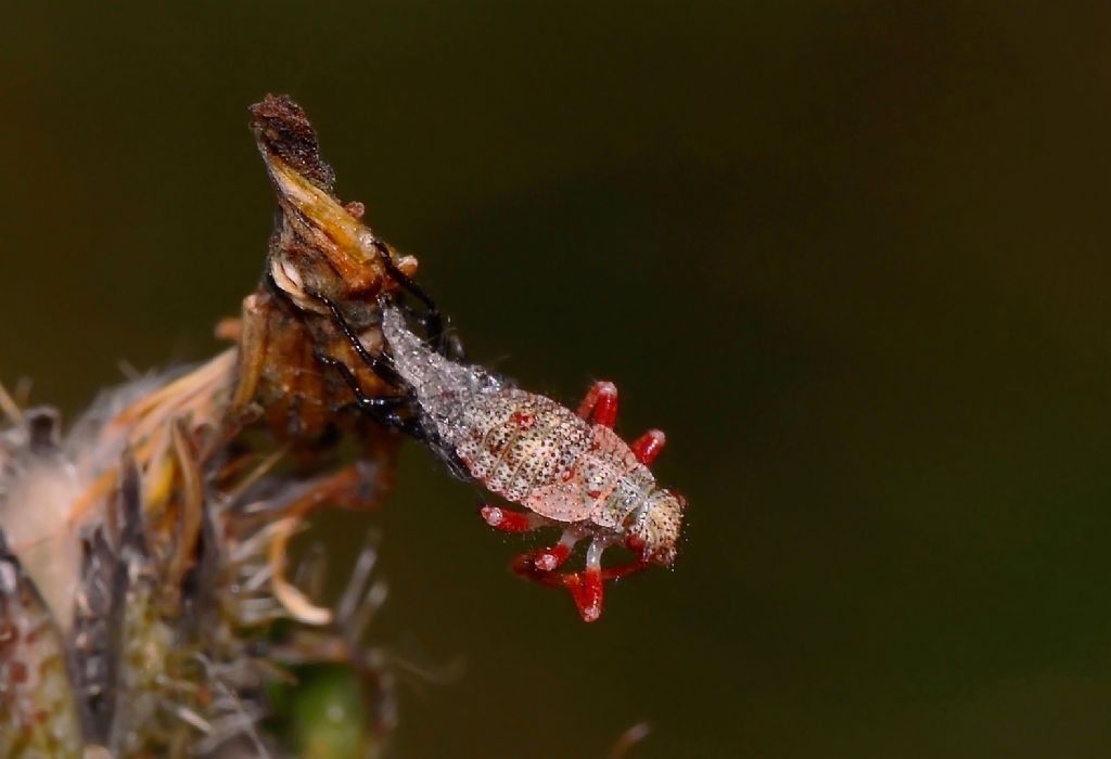 Rhopalidae: ninfa ripresa in fase di muta